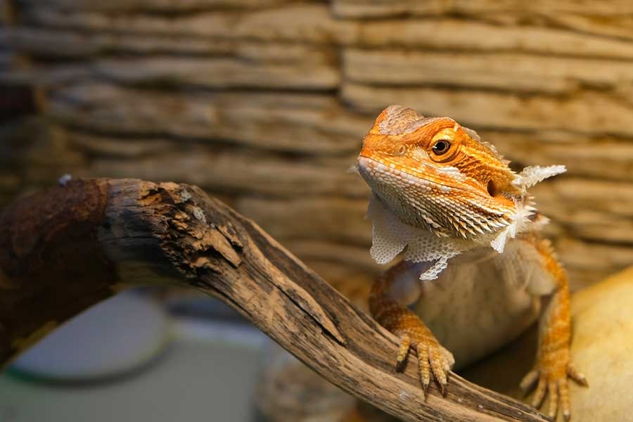 Your Bearded Dragon Is Shedding