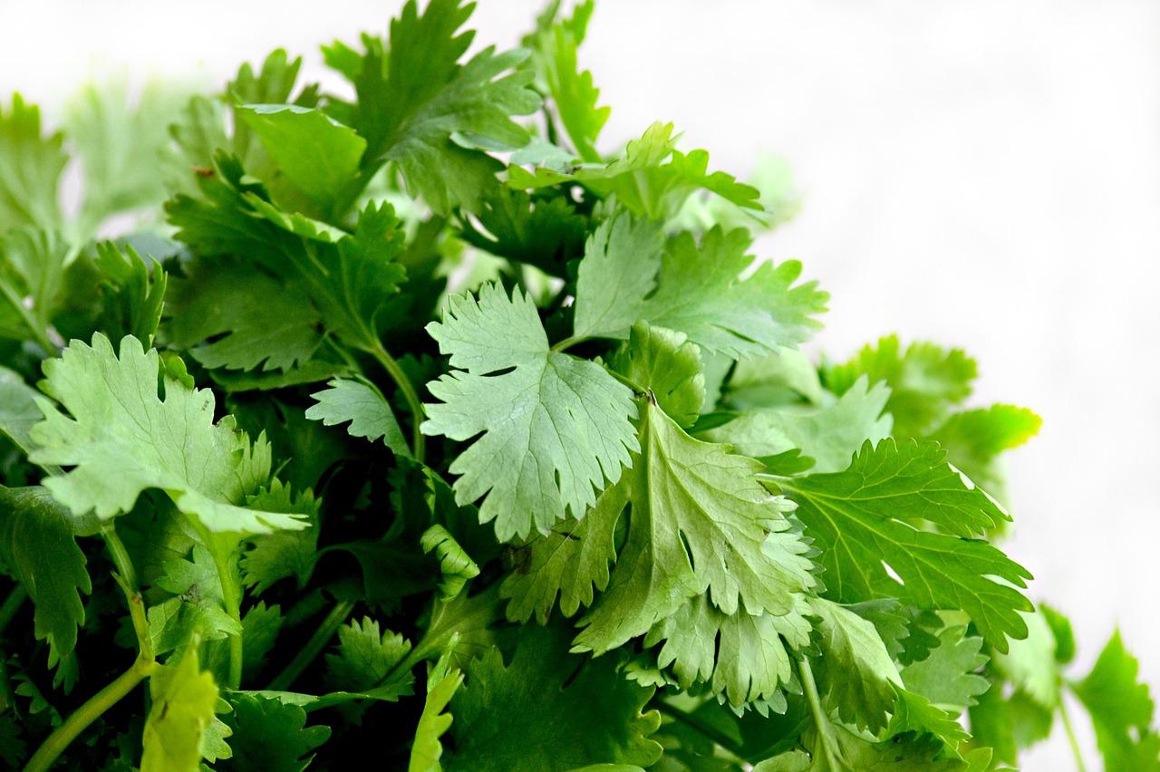 can bearded dragons eat cilantro?