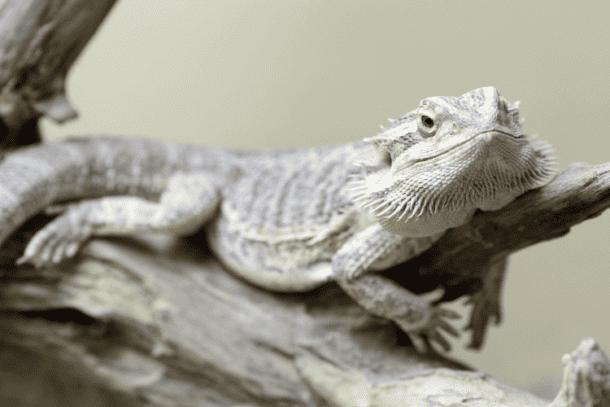 All About Bearded Dragons: The Ultimate Guide - Reptiles Life