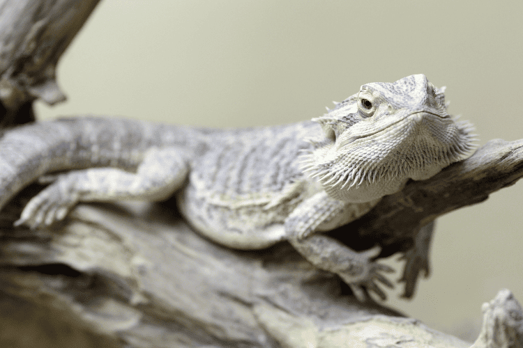 A bearded dragon lying on a wooden tree branch