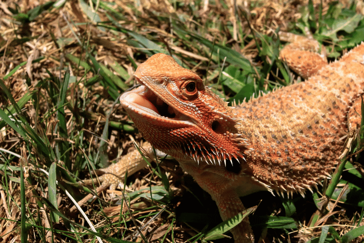 An orange bearded dragon opening its mouth and lying on grass