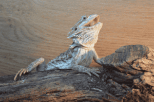 Bearded dragon climbing a tree branch with wooden background