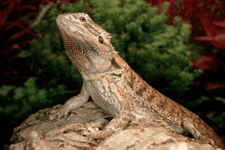 Bearded dragon with black spots sitting on a rock