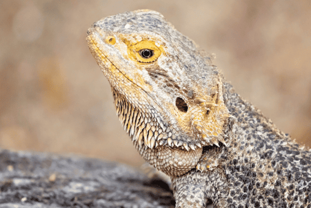 The Secret to Understanding Black Spots on Bearded Dragons (+Treatment ...