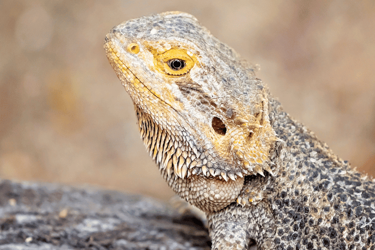 Close-up of head and black spots on the back of bearded dragon