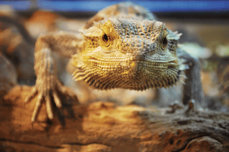 Front view of bearded dragon head, closeup