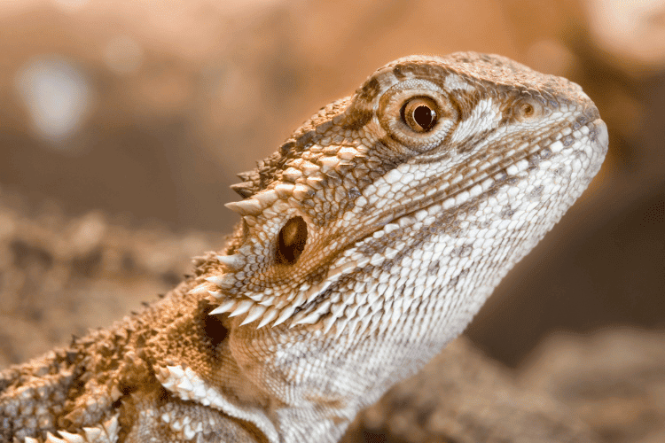 All About Bearded Dragons: The Ultimate Guide