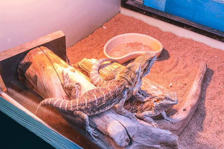 Top view of pet bearded dragons lizards in their aquarium