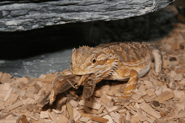 an orange bearded dragon eating, closeup