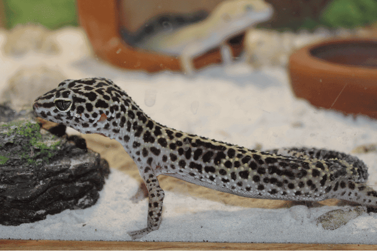 side view of leopard gecko in aquarium 
