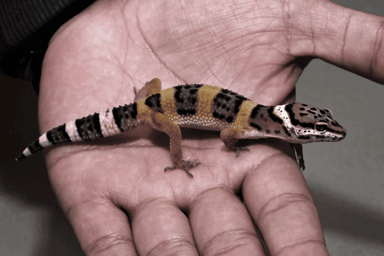 A man holding leopard gecko, closeup
