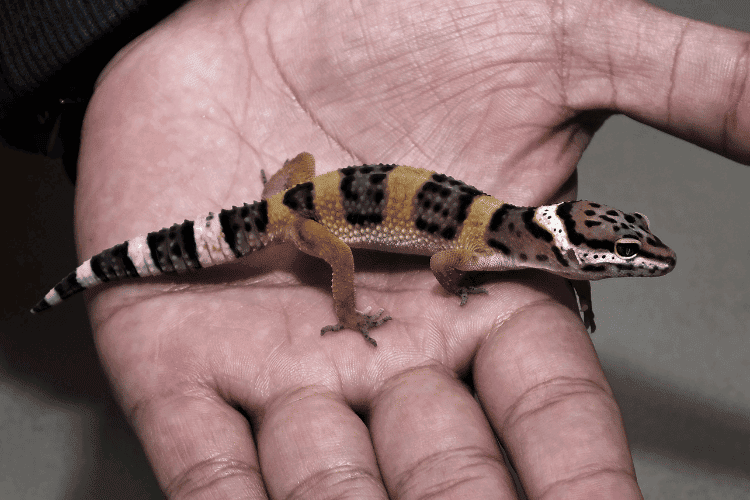 Leopard Gecko Splooting: What to Expect - Reptiles Life