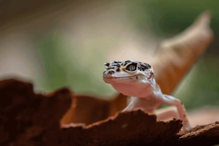 Baby Leopard gecko coming out from wooden branch