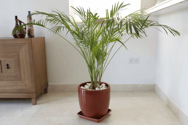 Bamboo Palm Growing in a Pot - Decorative Indoor Plant