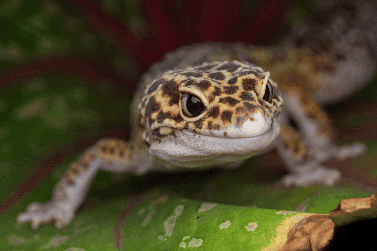 Close-up leopard gecko on a green leaf