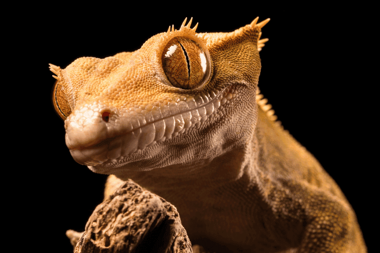 Close-up of a crested gecko head