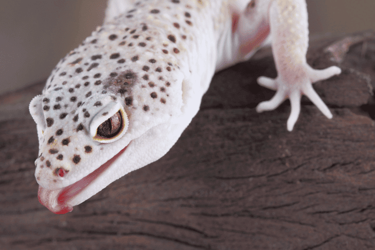 Close-up of leopard gecko head