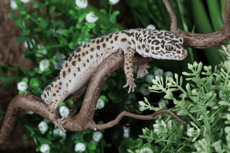 Close-up of leopard gecko resting on a wooden branch
