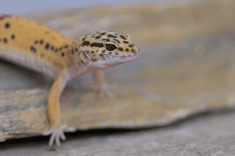 Common leopard gecko portrait