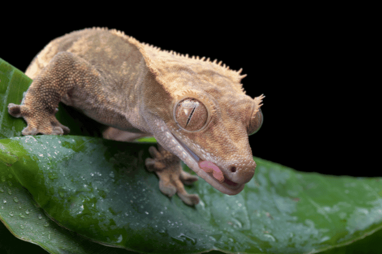 Crested gecko lying on a green leaf, closeup