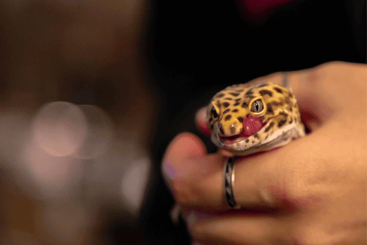 Girl Holding a Leopard Gecko, Closeup