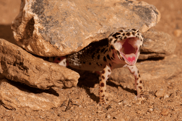 Iran leopard gecko yawning