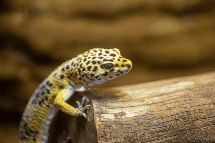 Leopard Gecko climbing a wooden tree branch