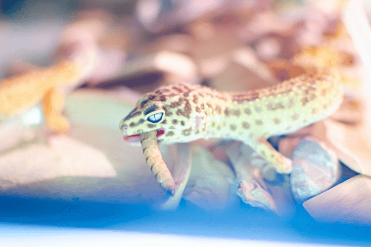 Leopard gecko eating in aquarium, closeup