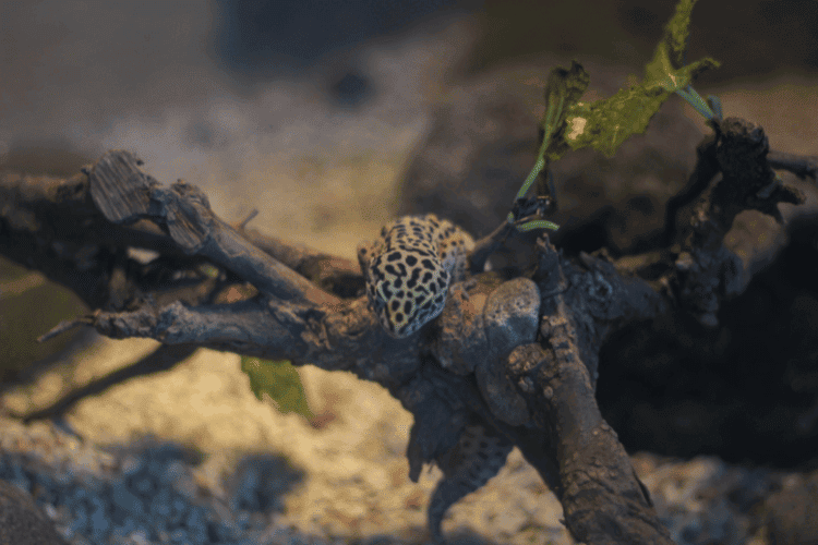 Leopard gecko relaxing on a wooden branch
