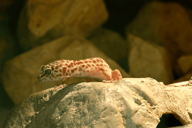Leopard gecko climbing a rock in a warm light