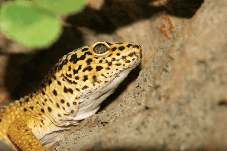 Leopard gecko climbing a rock