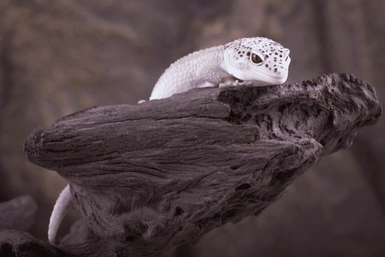 Leopard gecko climbing a wooden branch