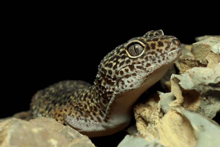 Leopard gecko climbing rocks, closeup