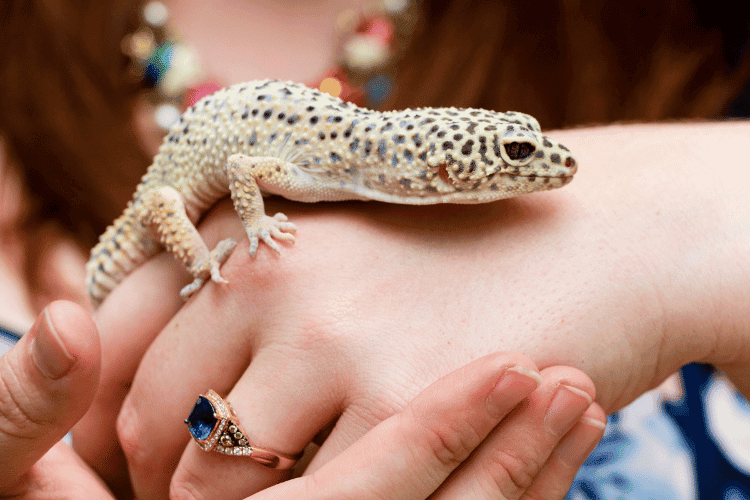Leopard gecko climbing woman hand