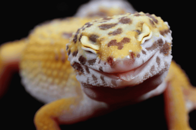 Leopard gecko closing its eyes