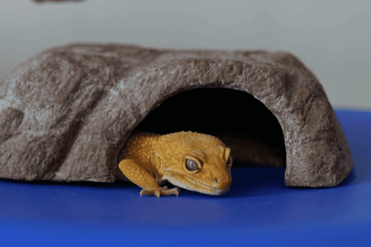 Leopard gecko coming out the cave on a blue surface