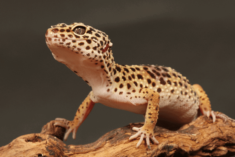 Leopard gecko standing on a wooden branch