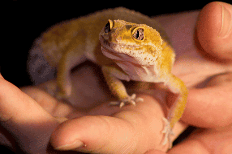 Leopard gecko pet on man's hand