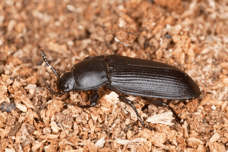Macro photo of mealworm beetle