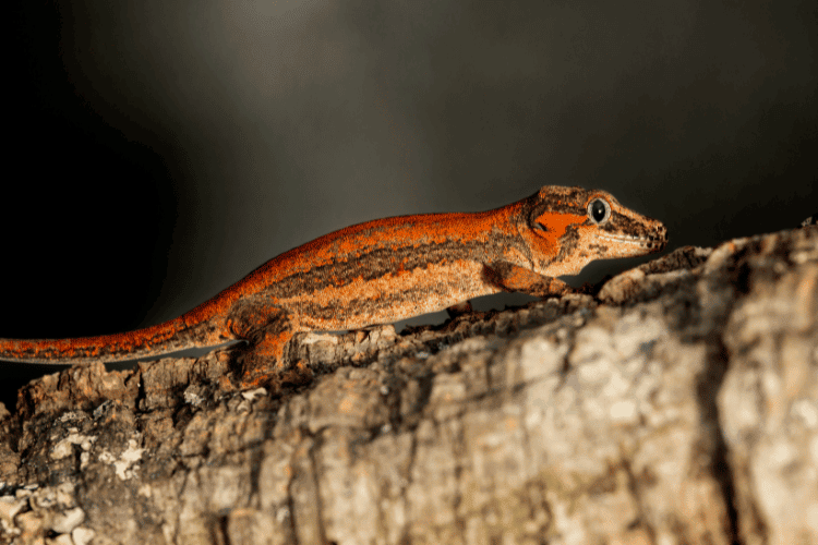 Red striped gargoyle gecko on a branch