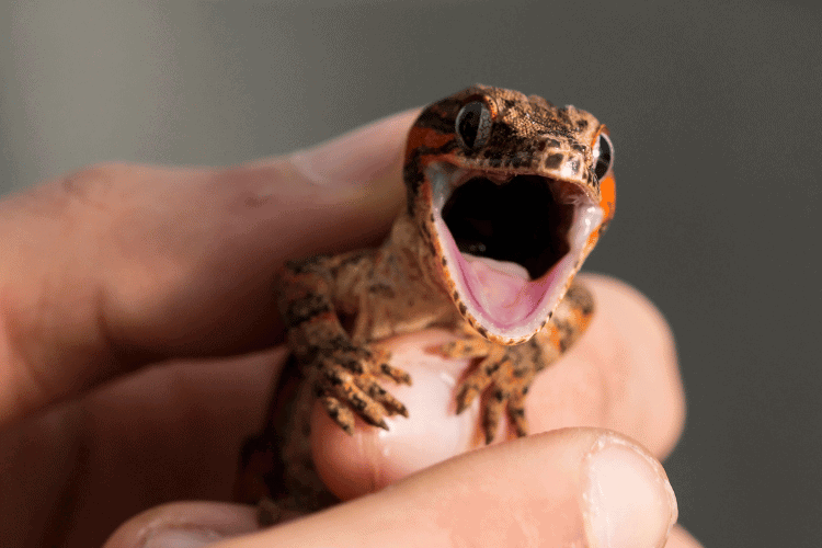Red striped gargoyle geckos gecko with open mouth