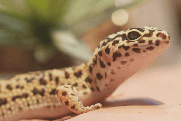 Side View of Spotted Leopard Gecko