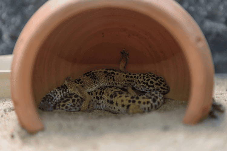 leopard gecko sleep in dozen clay