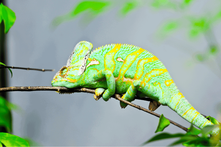 A veiled chameleon sitting on a tree branch