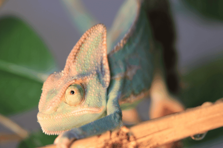 Beautiful young Veiled Chameleon