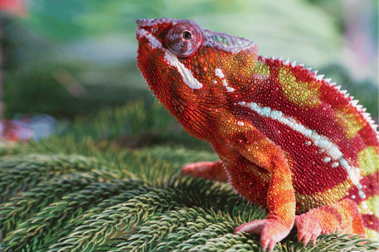 Close up chameleon panther on nature background