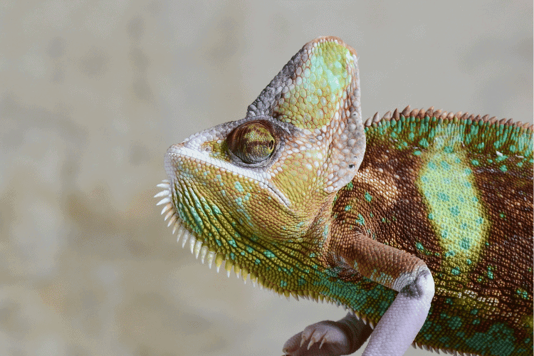 Close-up of Veiled Chameleon 