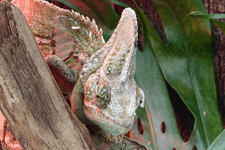 Close-up of Veiled Chameleon clamping a tree