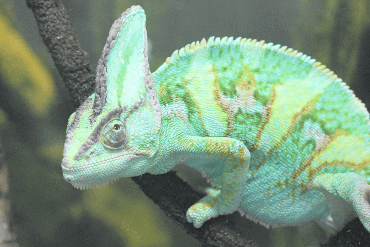 Close-up of Veiled Chameleon sitting on tree branch