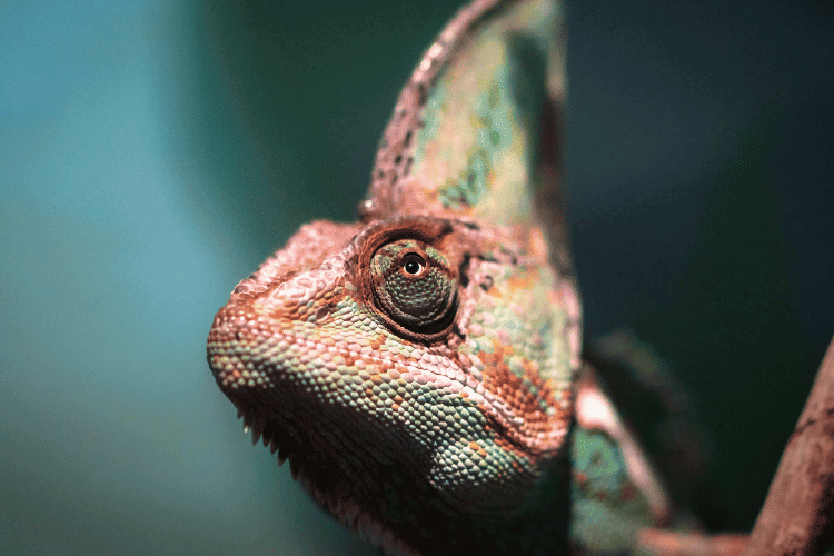 Close-up of Veiled Chameleon